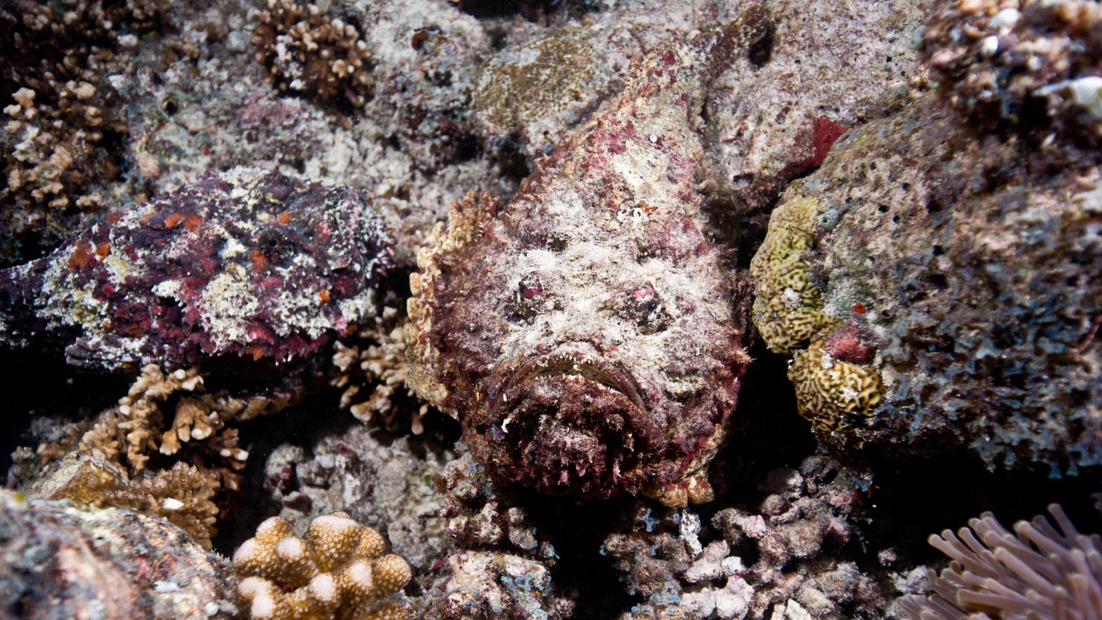 En las profundidades del océano - Episodio 3: La supervivencia - ver ahora