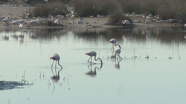 L'informatiu - Comunitat Valenciana - Més flamencs en l'Albufera per la sequera en altres aiguamolls