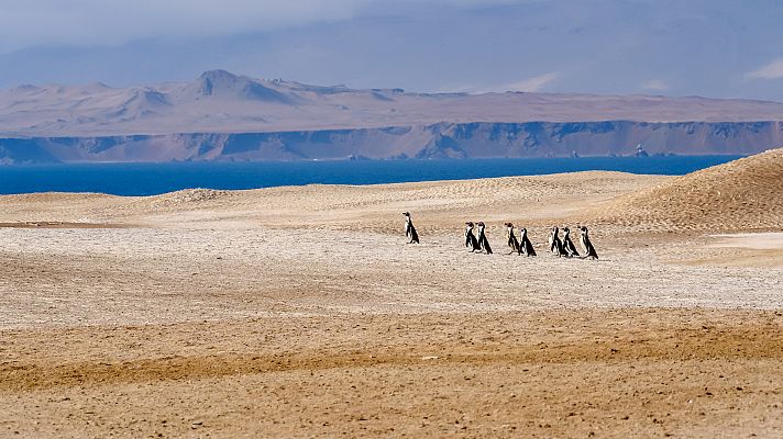 Perú salvaje. El campo de batalla de los Andes - La costa salvaje de Perú