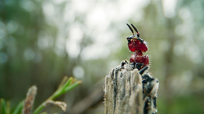 El planeta verde - Mundos estacionales