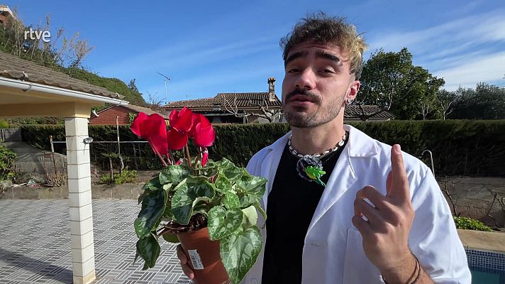 Va de verd - Playlist per plantes