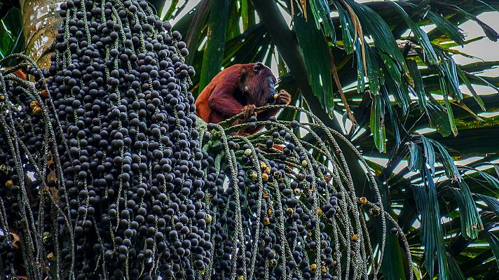 Perú salvaje. El campo de batalla de los Andes - Bienvenido a la jungla