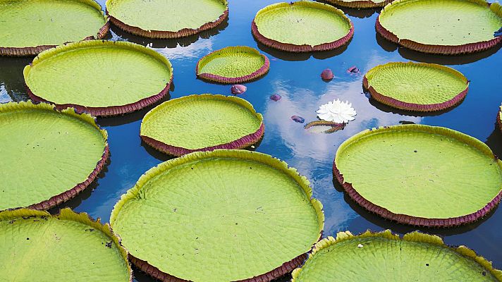 Los secretos naturales de la zona ecuatorial - El Amazonas: la gran inundación