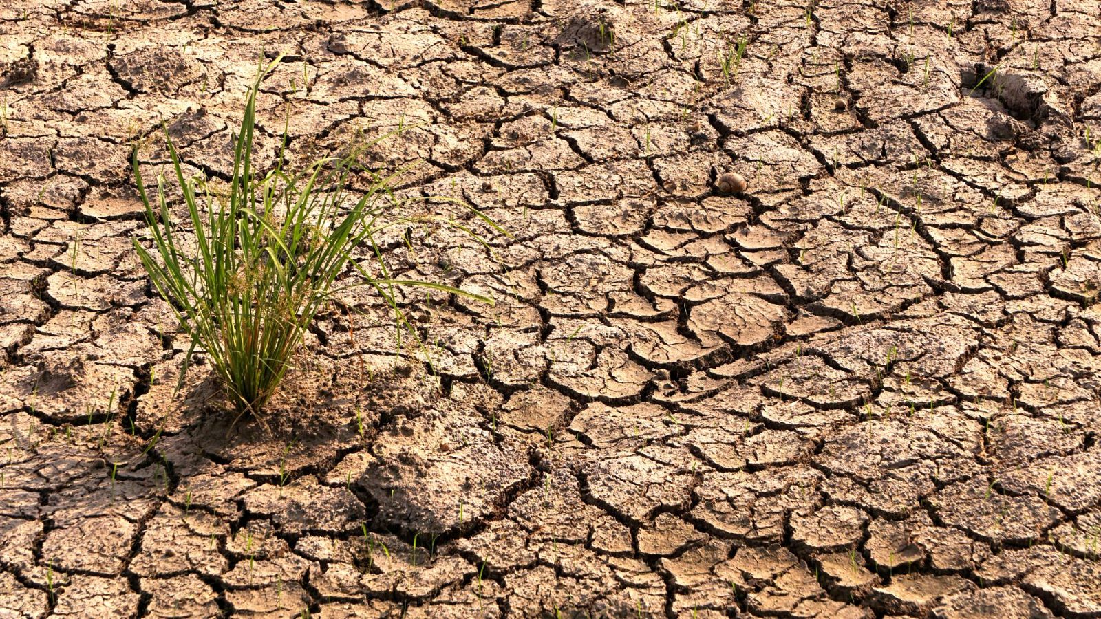 Arroceros arruinados por la sequía en Sevilla: anuncian que este año "no van a plantar nada" - Ver ahora