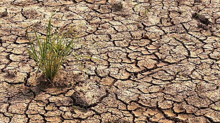 La hora de La 1 - Arroceros arruinados por la sequía en Sevilla