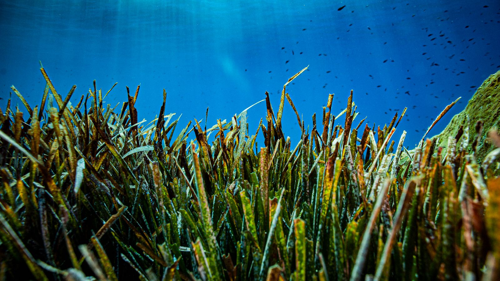 Vídeo: El fondeo de embarcaciones en Baleares está acabando con la posidonia