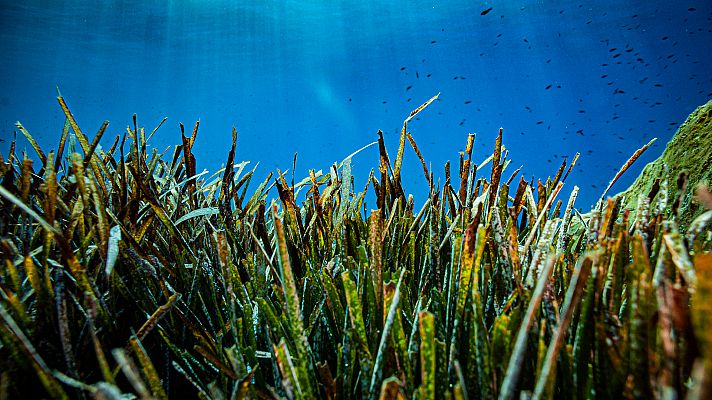 Telediario 1 - El fondeo de embarcaciones en Baleares está acabando con una planta marina, la posidonia