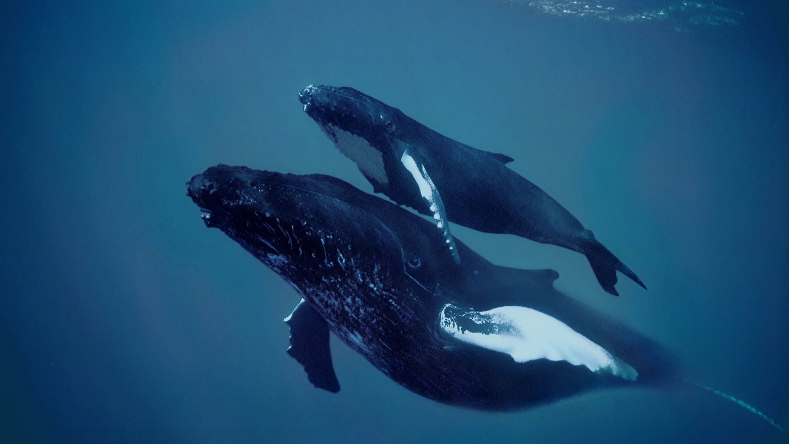 En las profundidades del océano - Episodio 1: La procreación - ver ahora