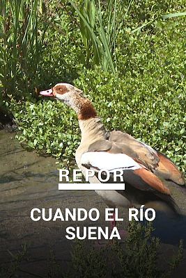 Repor - Cuando el río suena