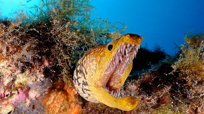 En las profundidades del océano - A la ofensiva