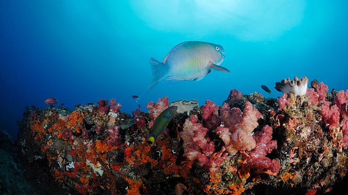 Océanos épicos - Arrecifes poco profundos