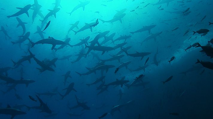 Océanos épicos - Mar abierto