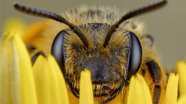 Fin de semana 24h - El cambio climático amenaza a las abejas