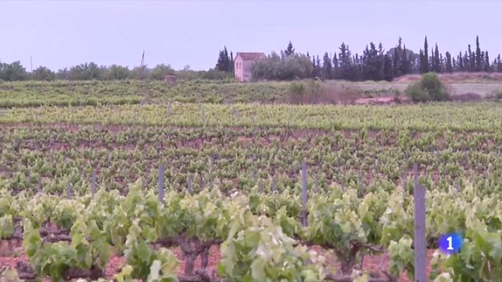 L'Informatiu - La falta d'aigua condicionarà la verema