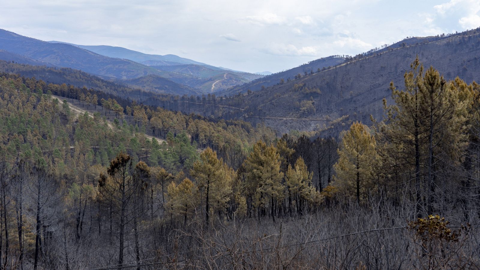 Telediario - 21 horas - 21/05/23 - Lengua de signos - ver ahora