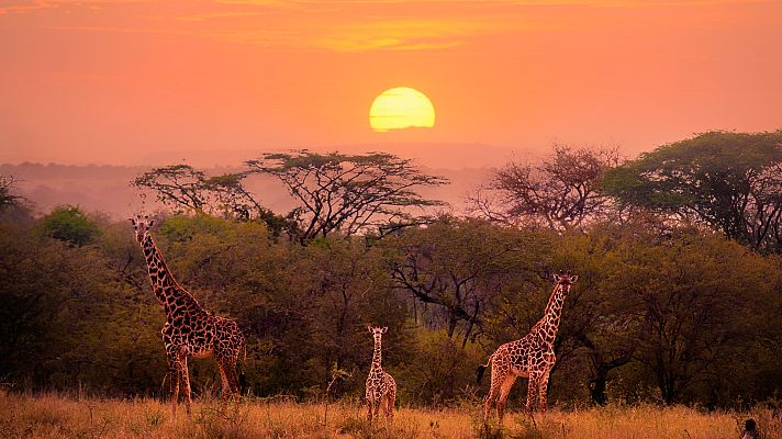 Familias animales asombrosas - Episodio 1