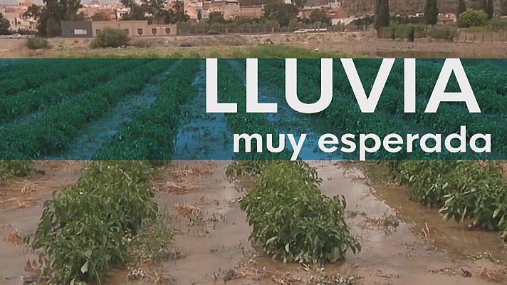 Noticias Andalucía - La lluvia llega tarde al campo