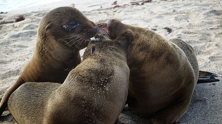 Familias animales asombrosas - Episodio 2