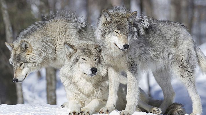 Somos Documentales - Vivir en manada