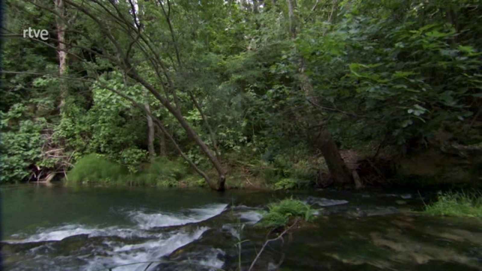 ¿Cómo afecta a la vegetación la calidad del agua?