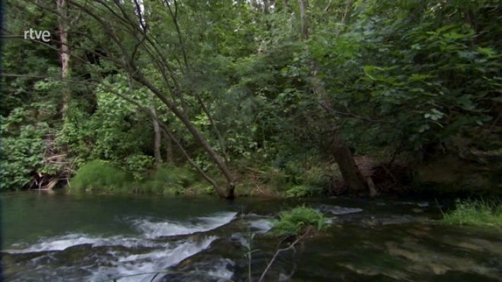 La aventura del Saber - ¿Cómo afecta a la vegetación la calidad del agua?