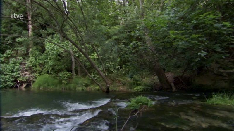 ¿Cómo afecta a la vegetación la calidad del agua?