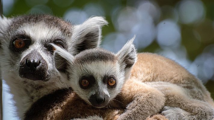 Familias animales asombrosas - Episodio 3