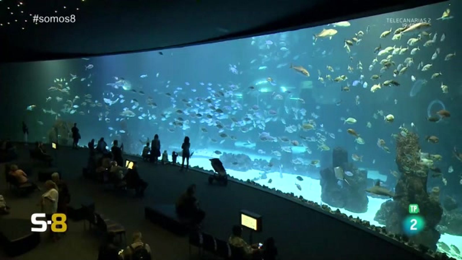 Somos 8 - 24/05/2023 | Magazine de la actualidad canaria - Somos 8 | Ver