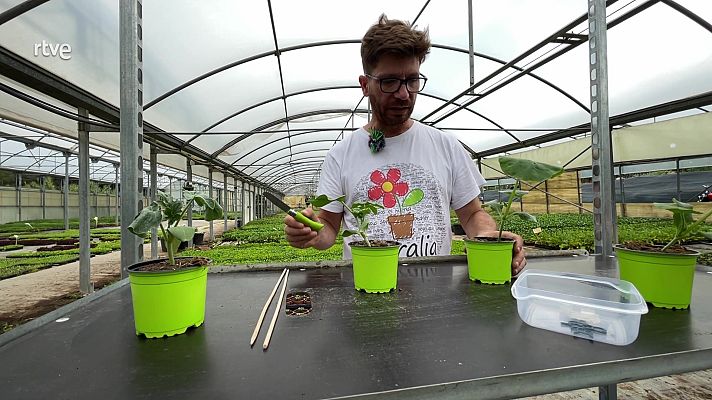 Va de verd - Empelts d'horta