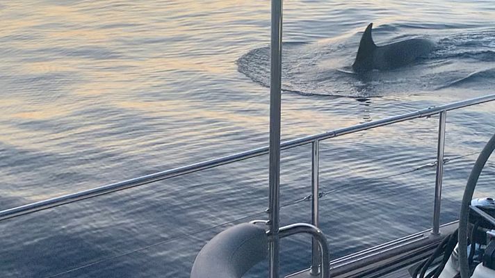 Telediario 1 - Las orcas siguen atacando embarcaciones en el Estrecho de Gibraltar