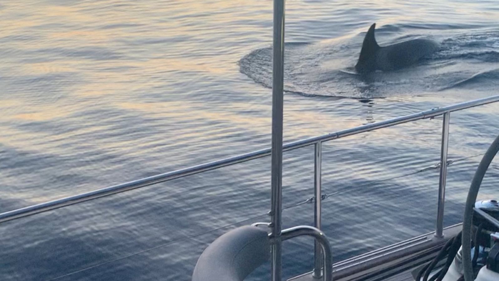 Las orcas siguen atacando embarcaciones en el Estrecho de Gibraltar | Ver