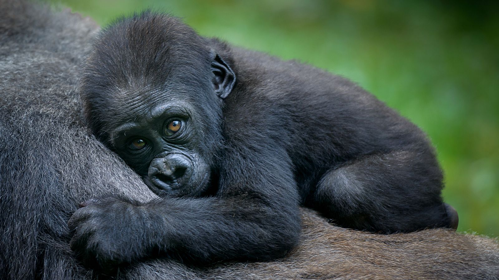 Familias animales asombrosas - Episodio 5 - ver ahora