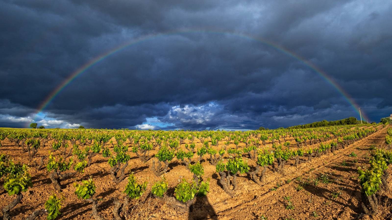Los cultivos de piña entran en crisis | Ver