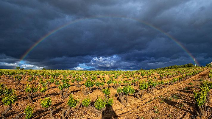Telediario 2 - Los cultivos de piña entran en crisis y prosperan los viñedos