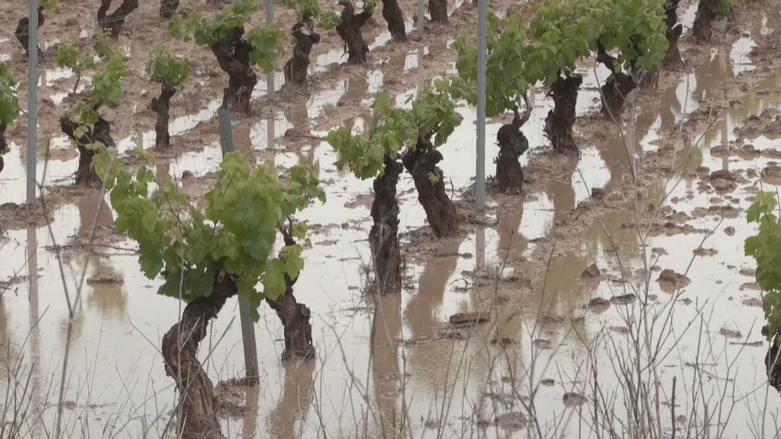 Agrosfera - 27/05/23 - ver ahora