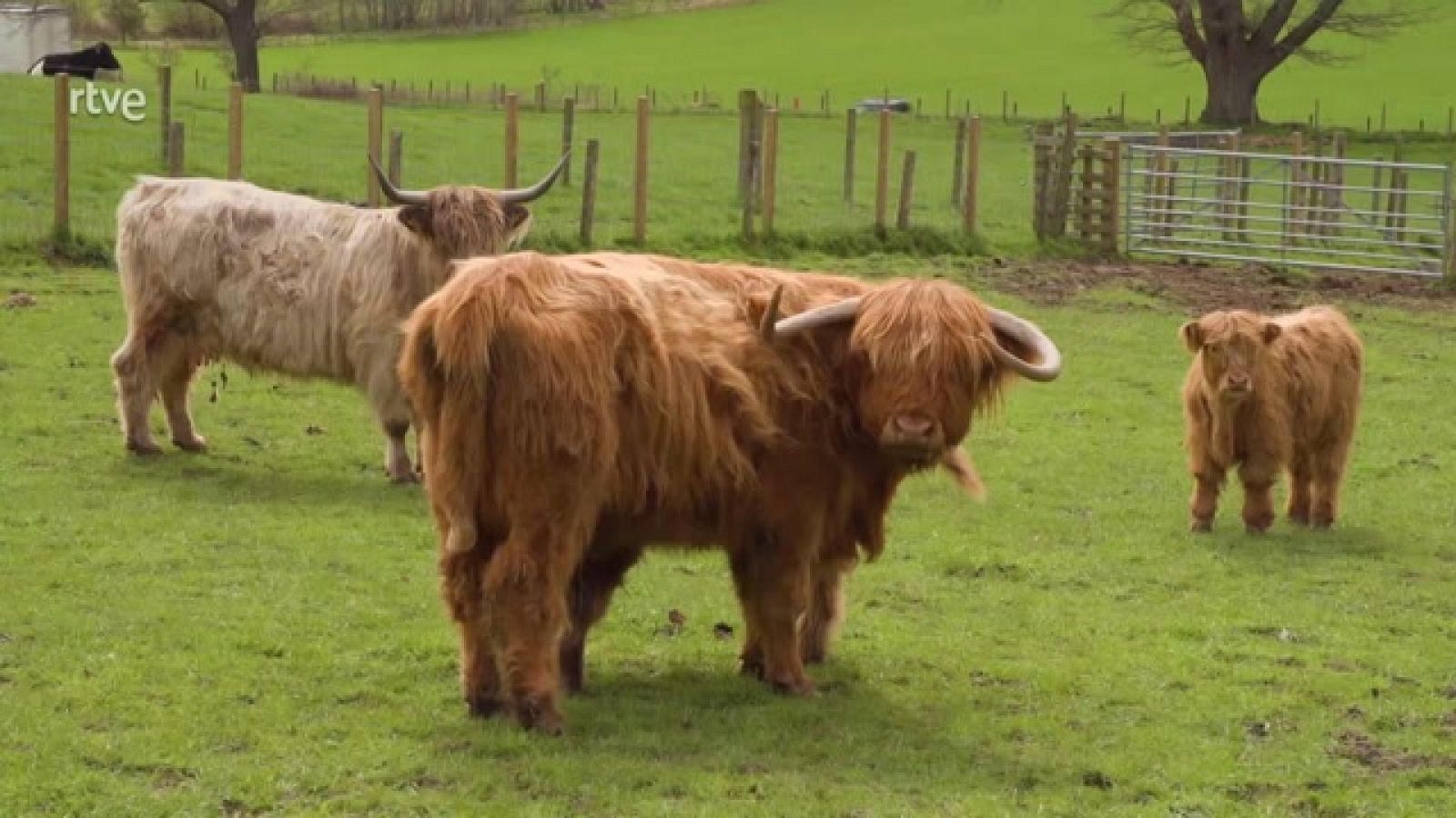 Aquí la Tierra - Escocia y sus vacas tradicionales