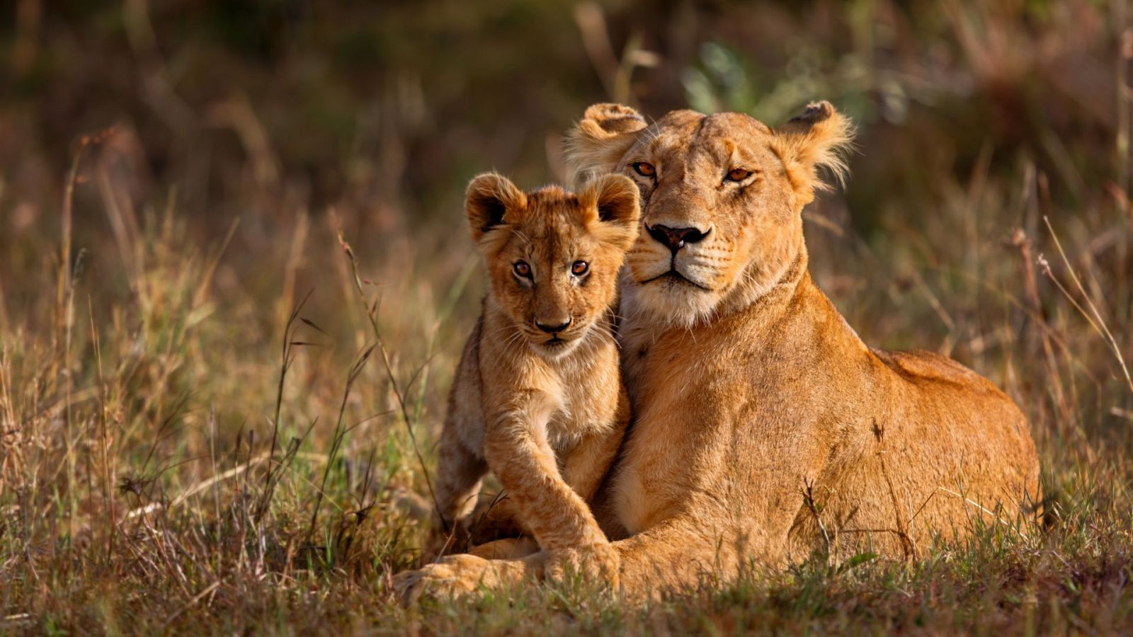 Familias animales asombrosas - Episodio 6 - ver ahora