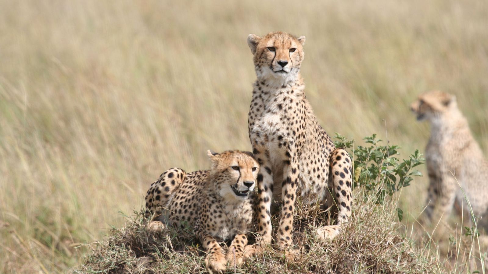 Familias animales asombrosas - Episodio 7 - ver ahora