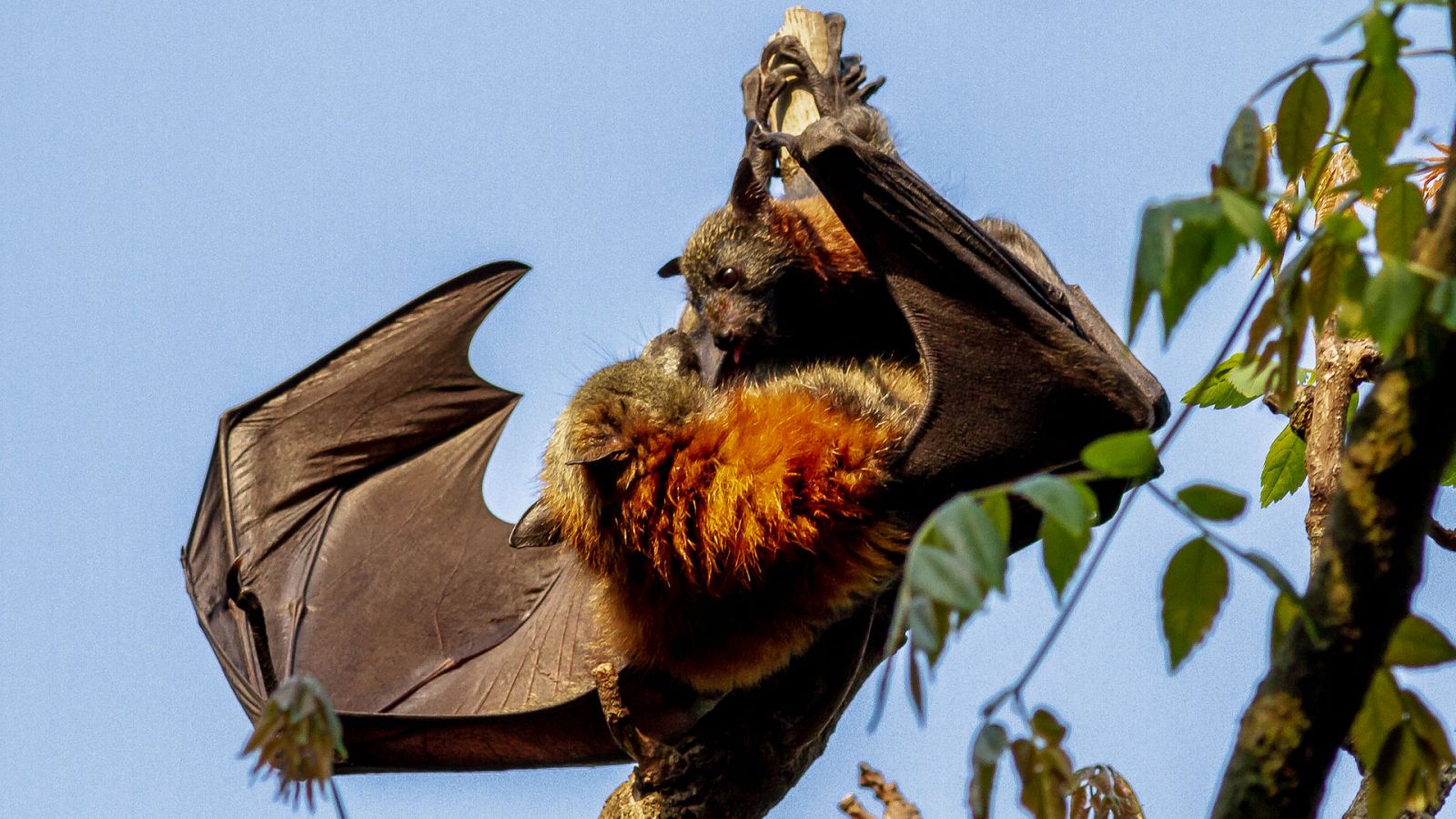 Familias animales asombrosas - Episodio 8 - ver ahora