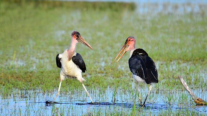 La vida en los ríos de Africa - Río Okavango