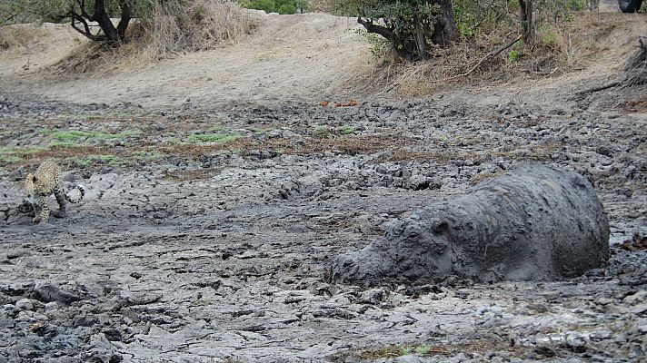 La vida en los ríos de Africa - Río Sand