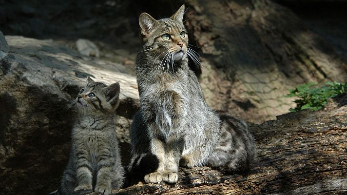 Familias animales asombrosas - Episodio 9