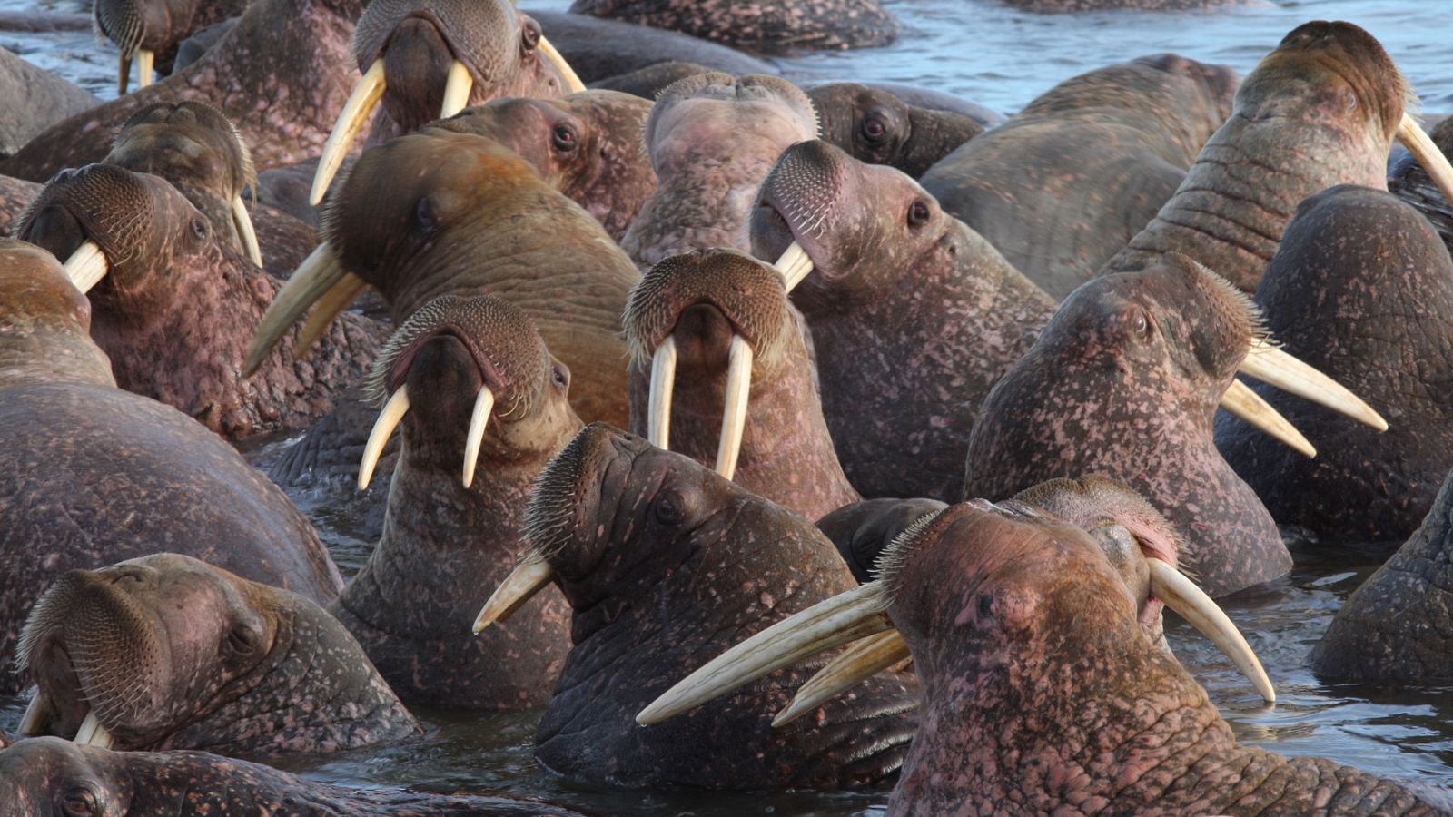 Familias animales asombrosas - Episodio 10 - ver ahora