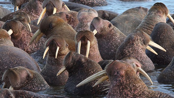 Familias animales asombrosas - Episodio 10