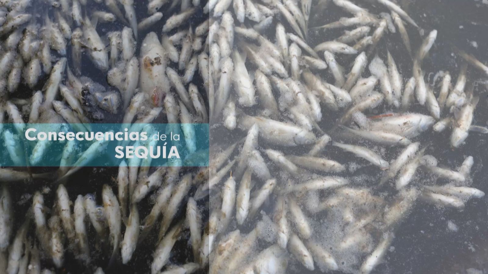 Consecuencias de la sequía - Ver ahora