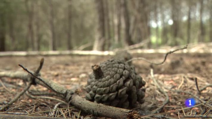 L'Informatiu - Com és el Pla Estratègic de gestió del foc de la Vall d'Aran?