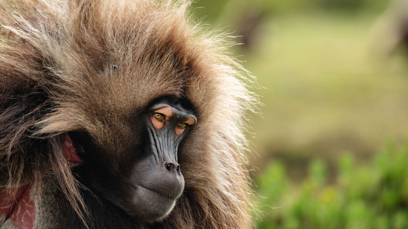 El planeta verde - Episodio 5: Mundos humanos - ver ahora