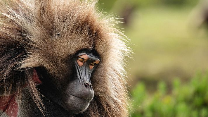 El planeta verde - Mundos humanos