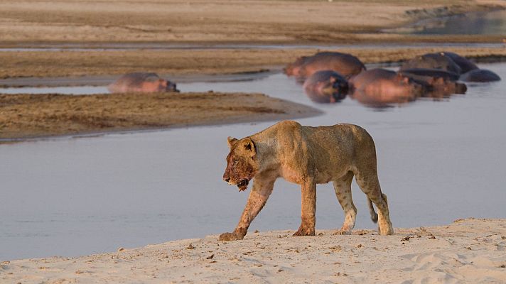 La vida en los ríos de Africa - Río Luangwa
