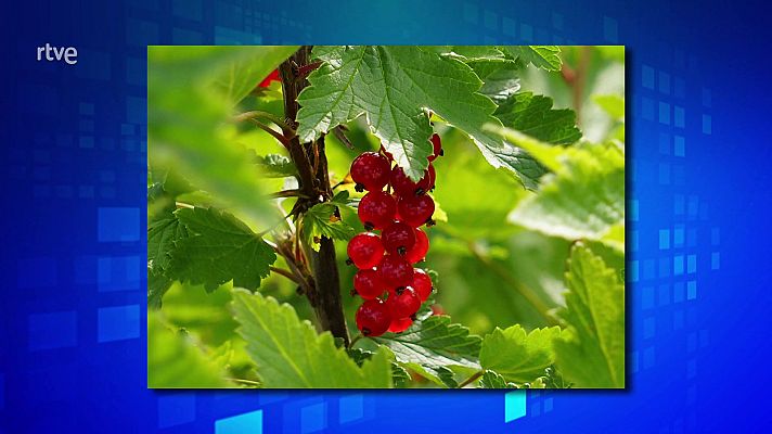 Saber y ganar - Saber y ganar. Edición de fin de semana - 04/06/23